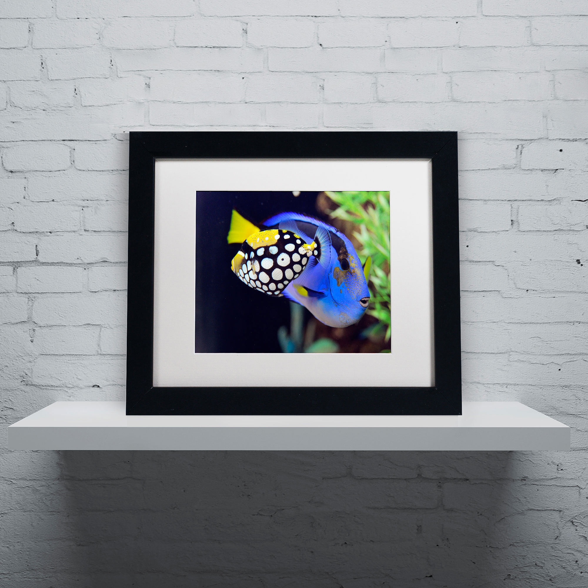 Trademark Fine Art "Colorful Tropical Fish" Canvas Art by Kurt Shaffer, White Matte, Black Frame