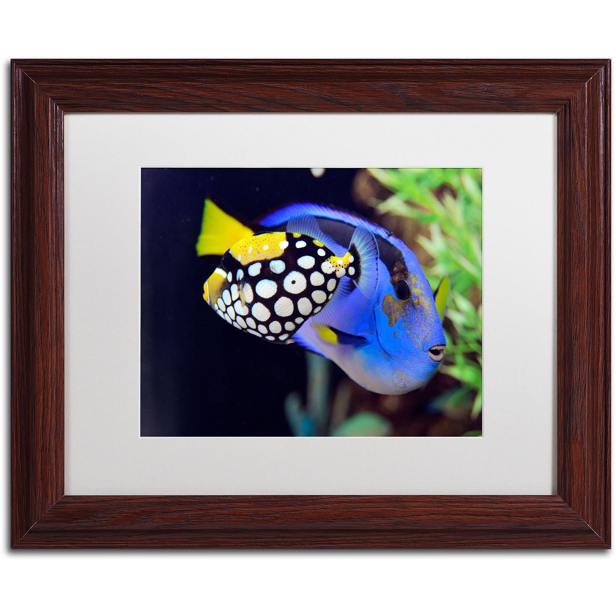 Trademark Fine Art "Colorful Tropical Fish" Canvas Art by Kurt Shaffer, White Matte, Wood Frame