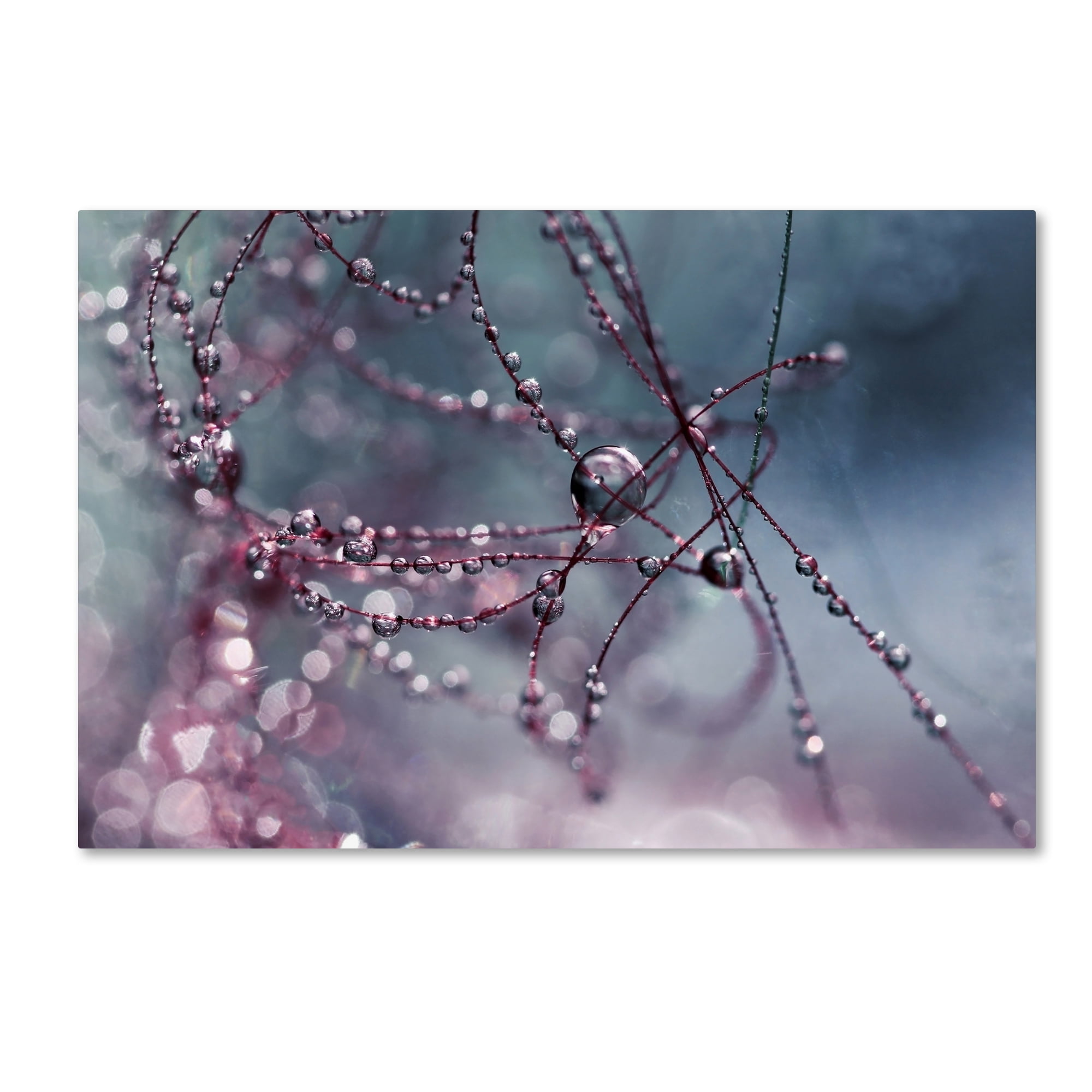 Trademark Fine Art "Colours of Today" Canvas Art by Beata Czyzowska Young