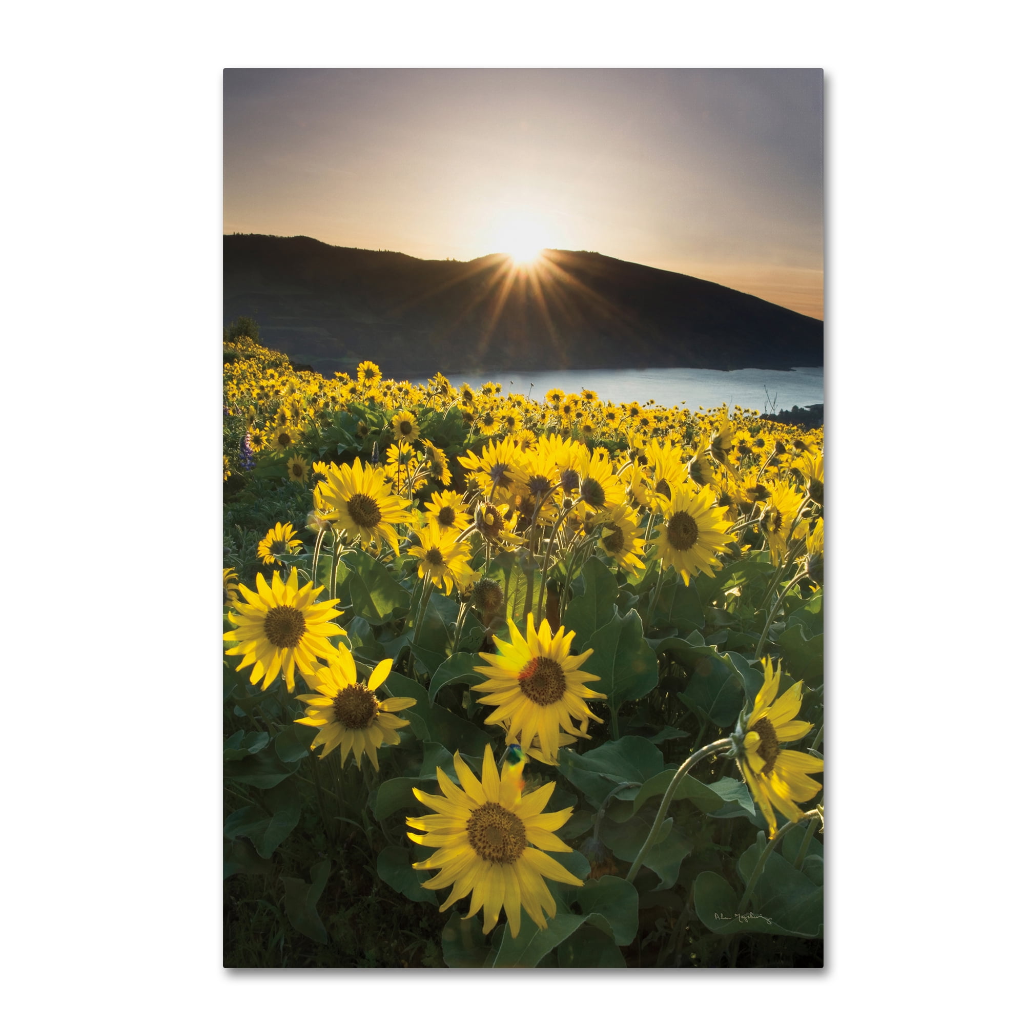 Trademark Fine Art 'Columbia River Gorge Sunrise' Canvas Art by Alan Majchrowicz