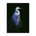 thumbnail image 1 of Trademark Fine Art 'Common Egret In Breeding Plumage' Canvas Art by Michael Budden, 1 of 3