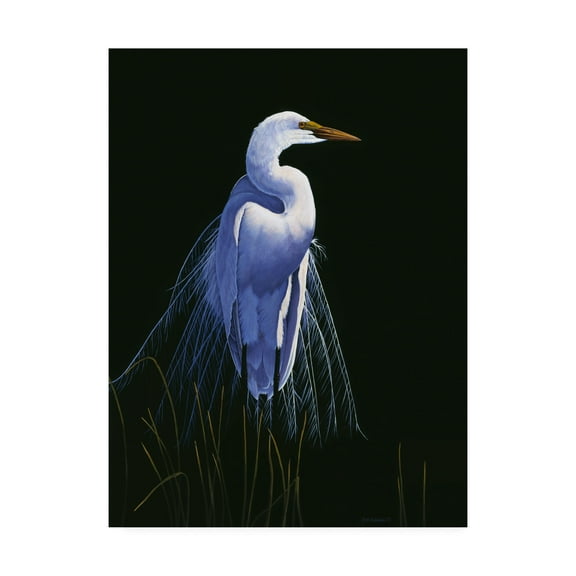 Trademark Fine Art 'Common Egret In Breeding Plumage' Canvas Art by Michael Budden