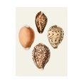 thumbnail image 1 of Trademark Fine Art 'Conchologia Iconica IV' Canvas Art by Unknown, 1 of 4