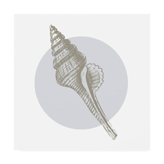 Trademark Fine Art 'Conchology Sketches IV' Canvas Art by Wild Apple Portfolio