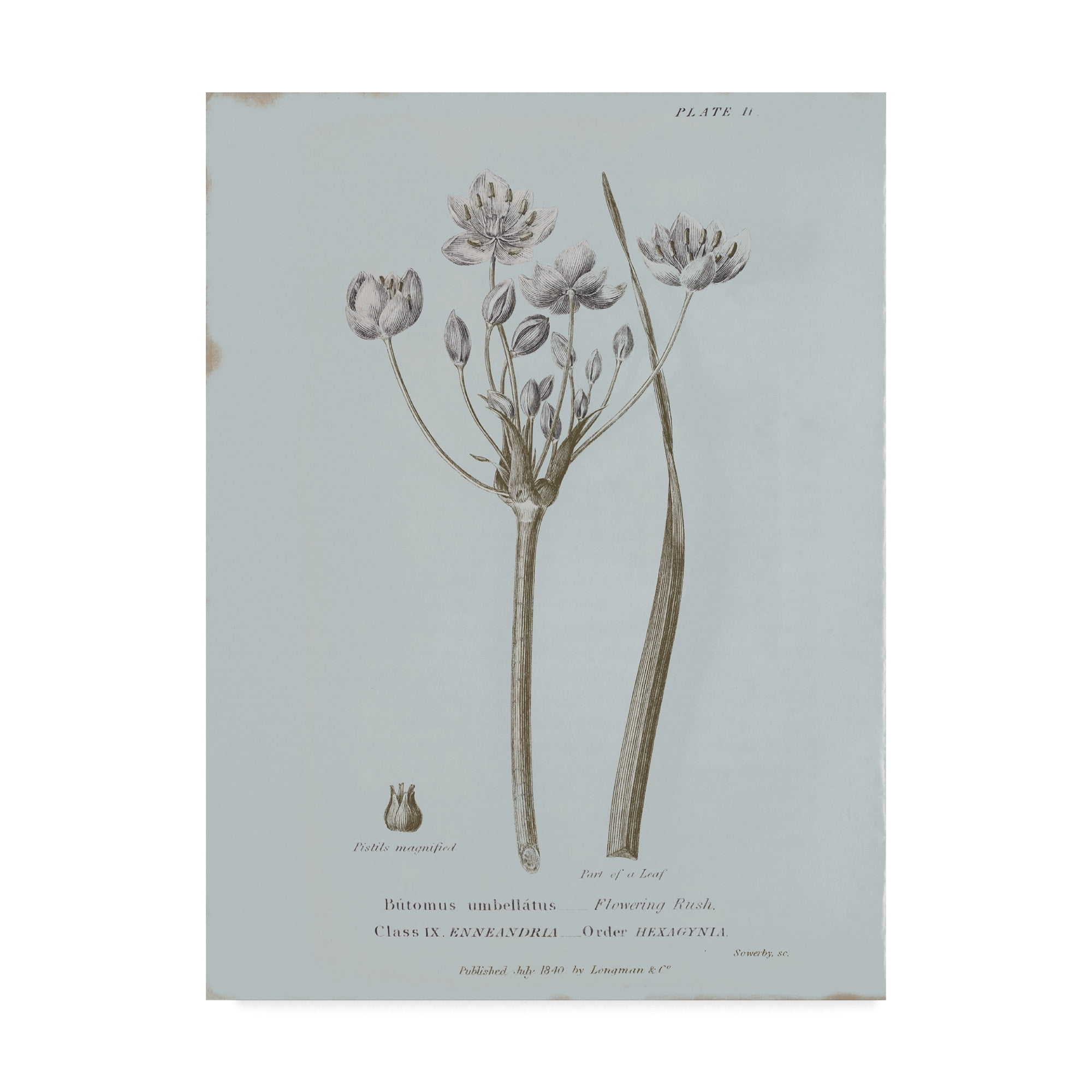 Trademark Fine Art 'Conversations on Botany II Blue' Canvas Art by Wild Apple Portfolio