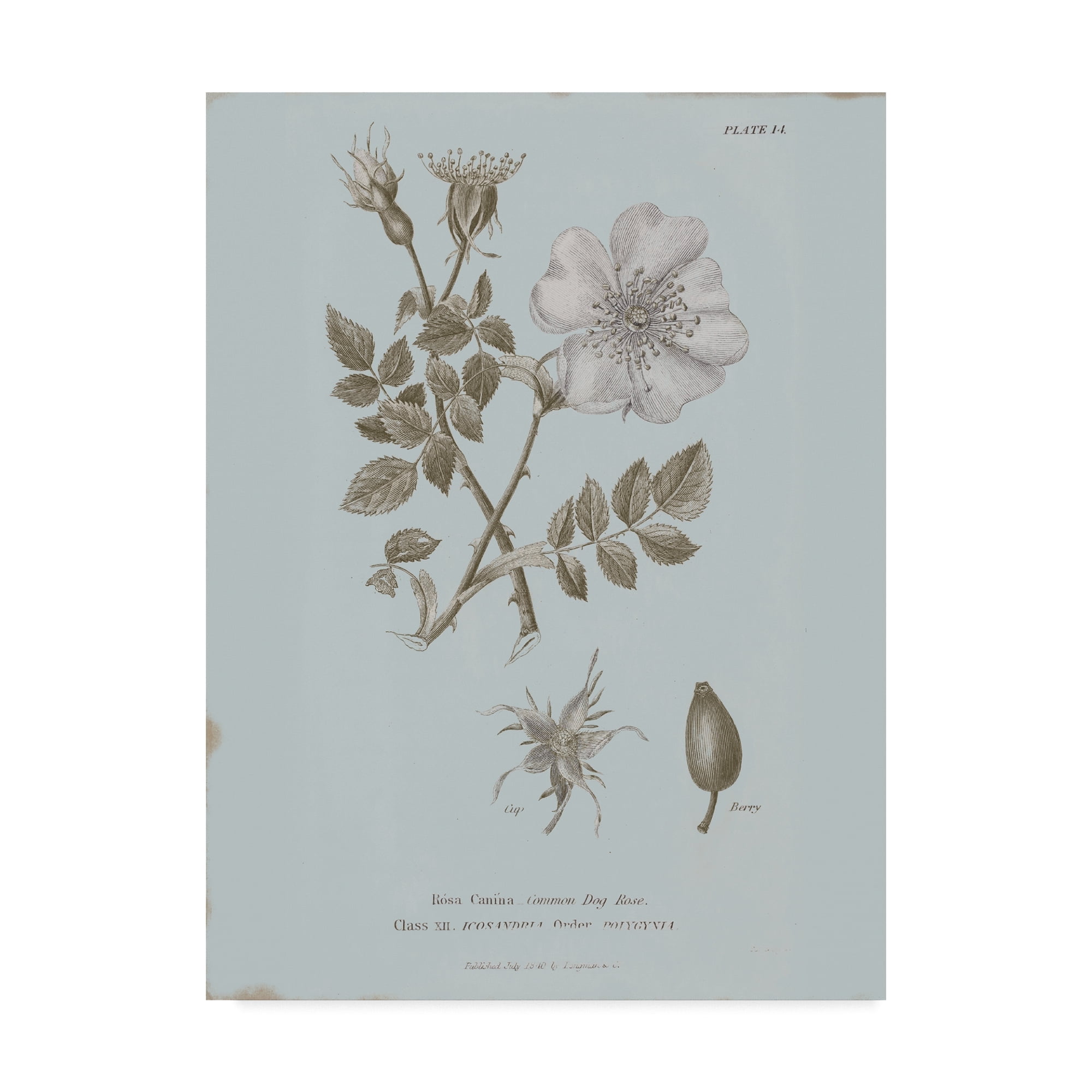 Trademark Fine Art 'Conversations on Botany IV Blue' Canvas Art by Wild Apple Portfolio