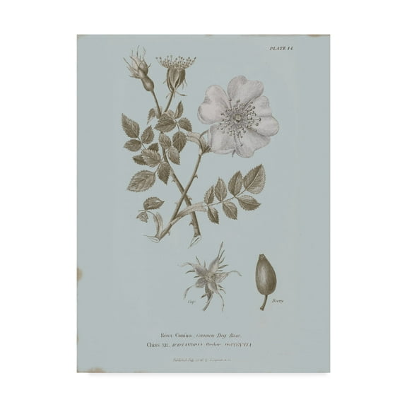 Trademark Fine Art 'Conversations on Botany IV Blue' Canvas Art by Wild Apple Portfolio