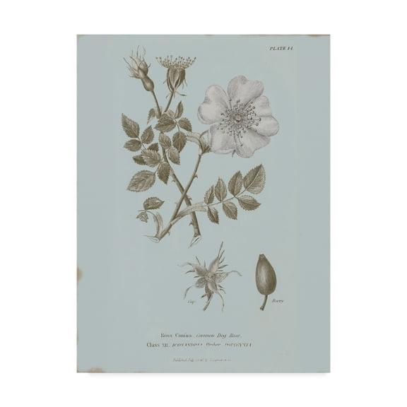 Trademark Fine Art 'Conversations on Botany IV Blue' Canvas Art by Wild Apple Portfolio