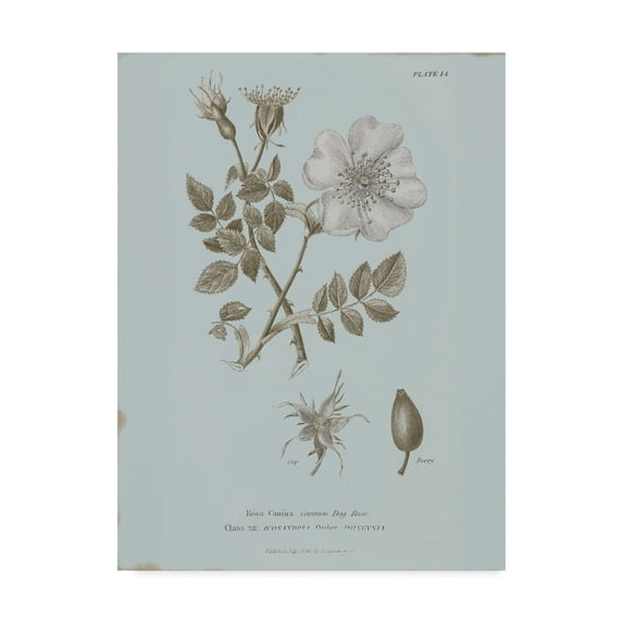 Trademark Fine Art 'Conversations on Botany IV Blue' Canvas Art by Wild Apple Portfolio