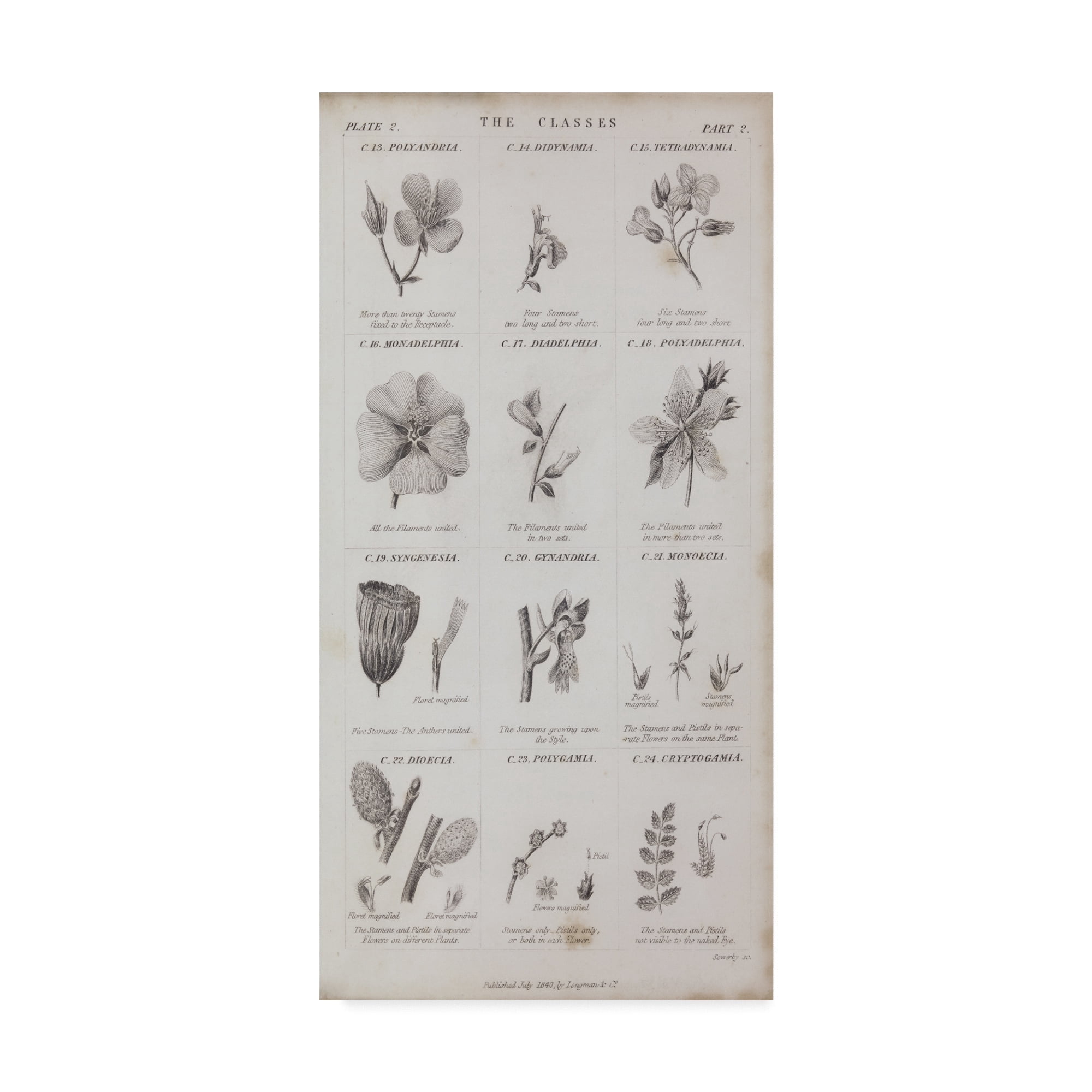 Trademark Fine Art 'Conversations on Botany X' Canvas Art by Wild Apple Portfolio