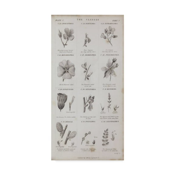 Trademark Fine Art 'Conversations on Botany X' Canvas Art by Wild Apple Portfolio