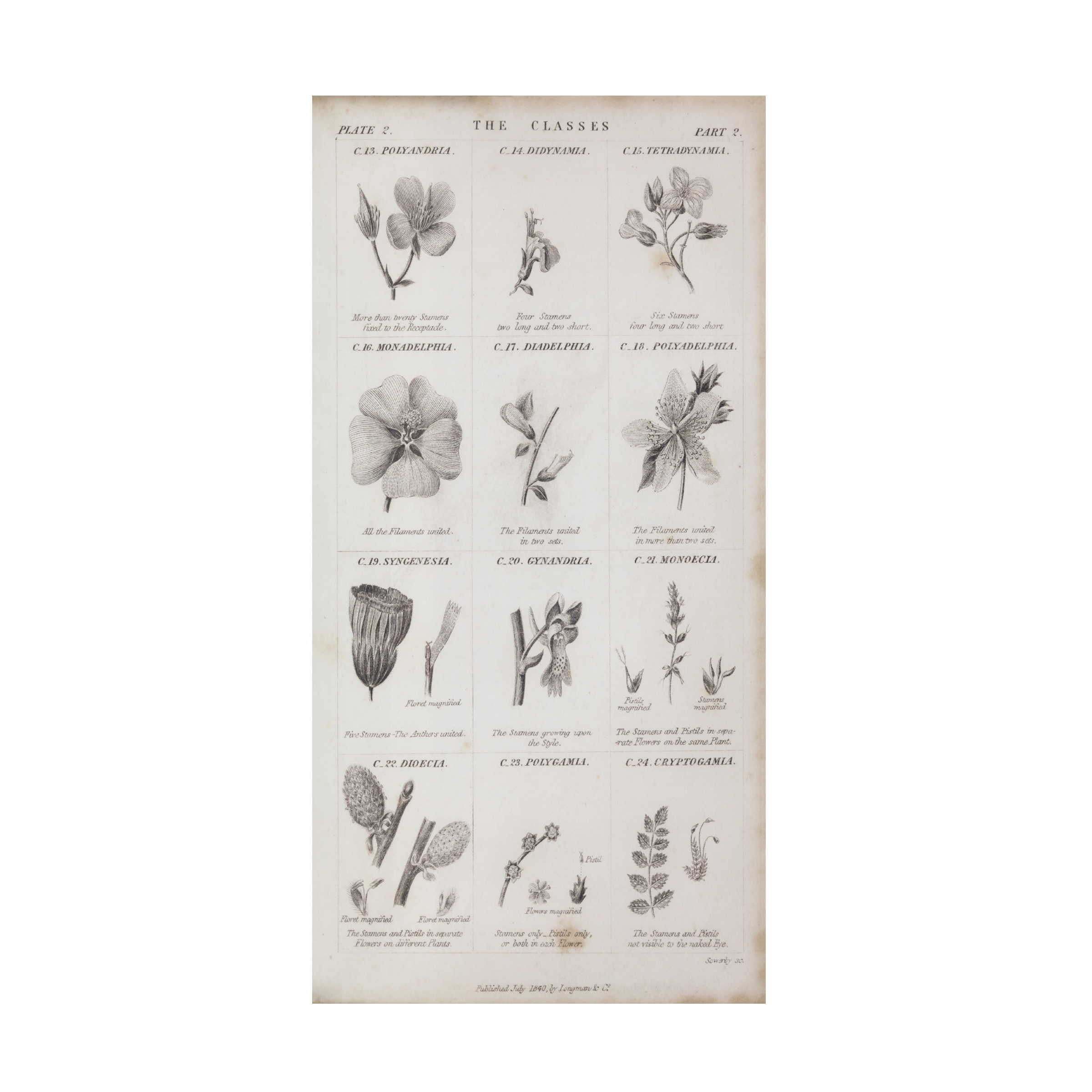 Trademark Fine Art 'Conversations on Botany X' Canvas Art by Wild Apple Portfolio