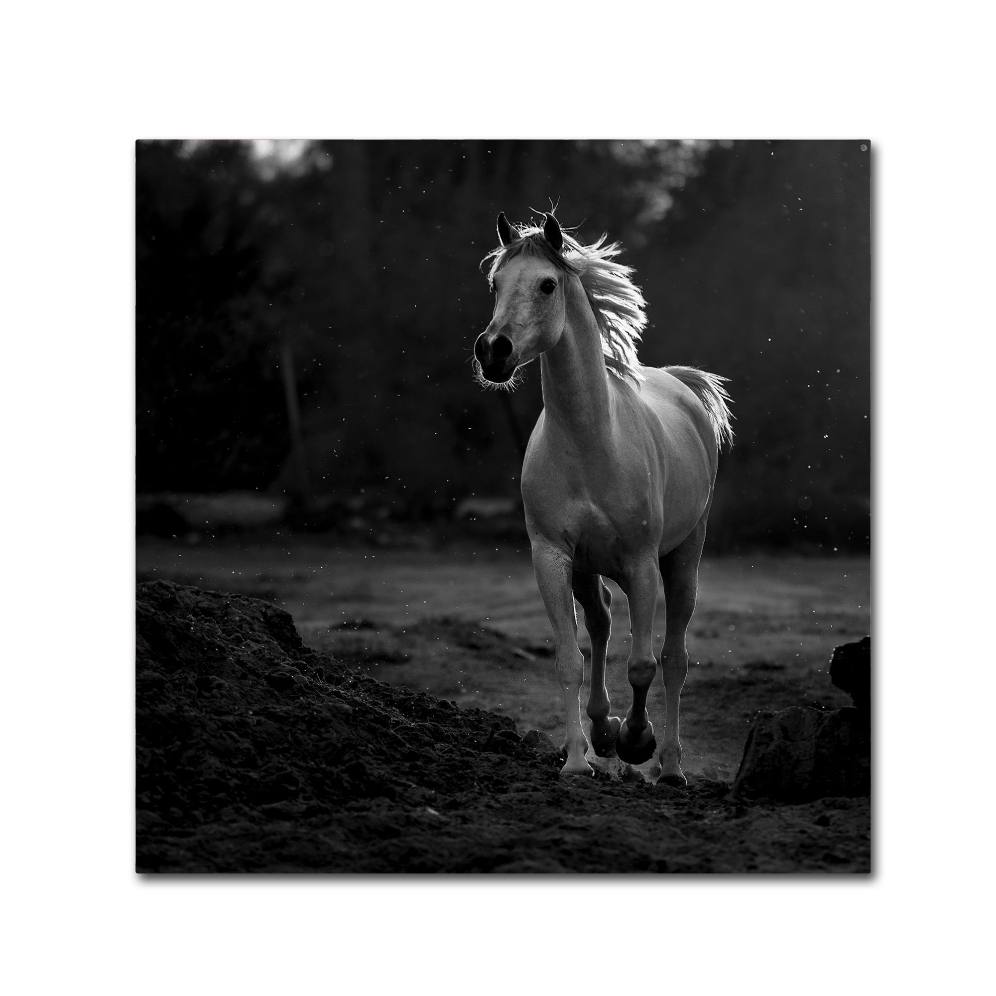 Trademark Fine Art 'Coquetry' Canvas Art by Abdullah Al-Saeed