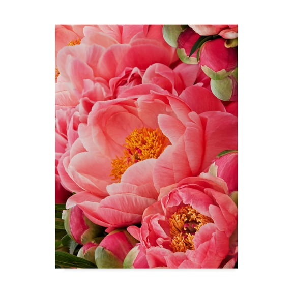 Trademark Fine Art 'Coral Peonies II' Canvas Art by Rachel Perry