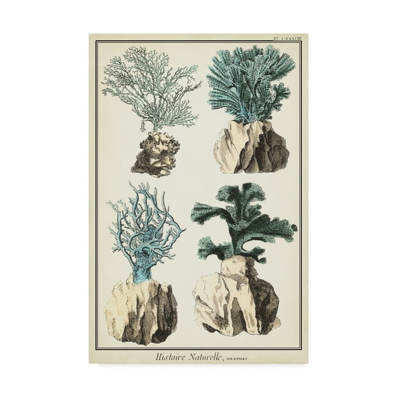 Trademark Fine Art 'Coral Species III' Canvas Art by Vision Studio