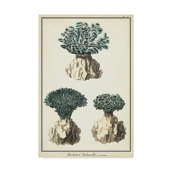 Trademark Fine Art 'Coral Species IV' Canvas Art by Vision Studio