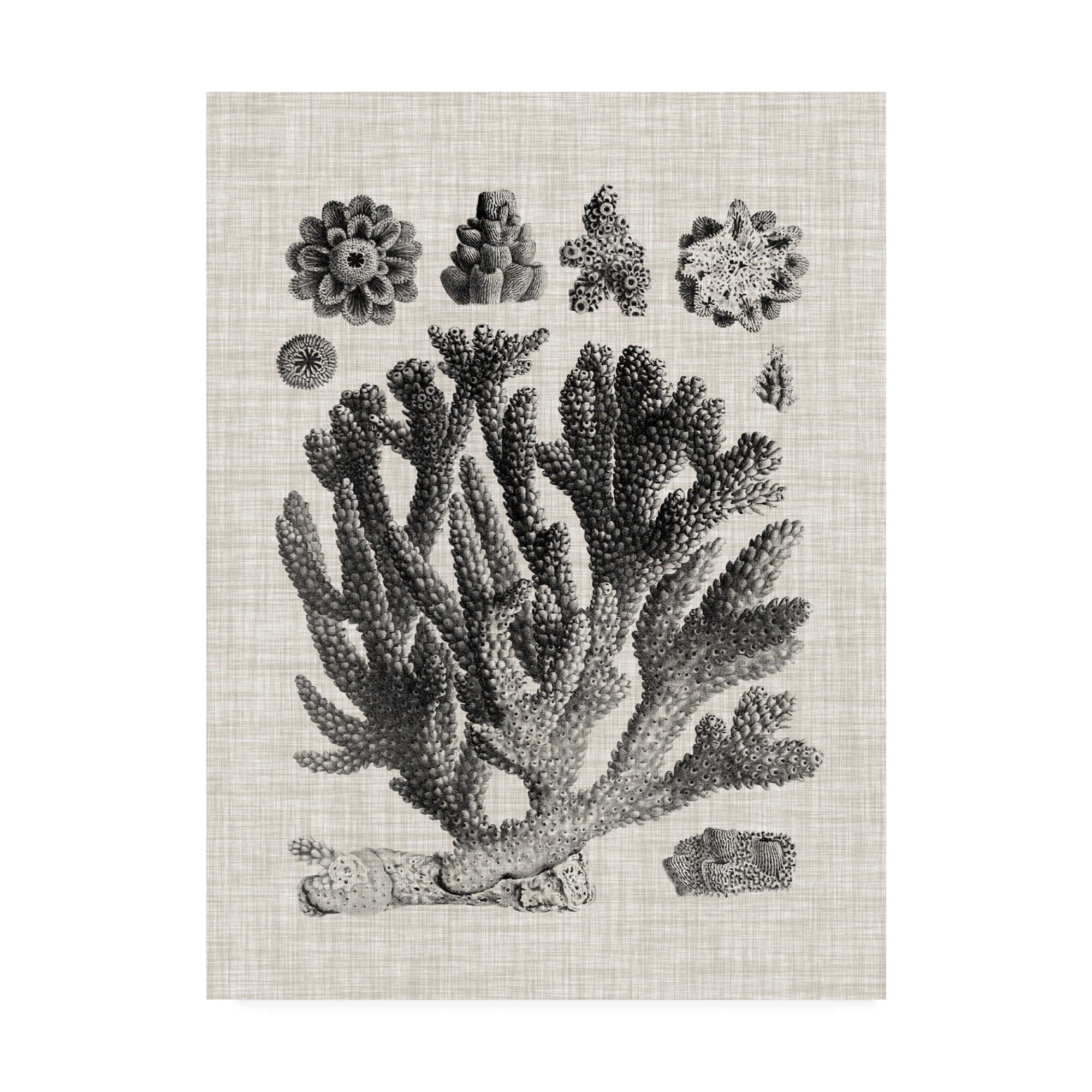 Trademark Fine Art 'Coral Specimen IV' Canvas Art by Vision Studio