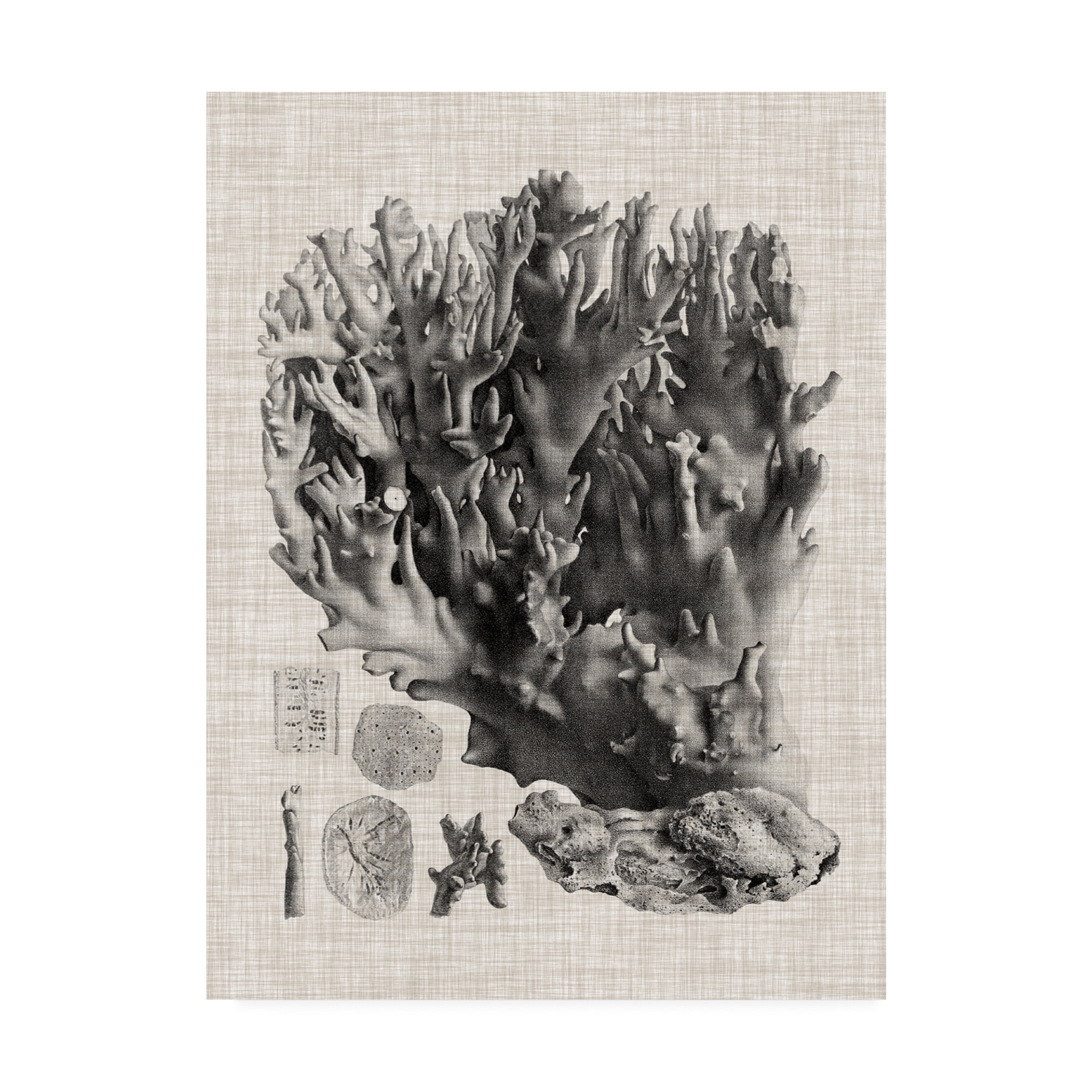 Trademark Fine Art 'Coral Specimen V' Canvas Art by Vision Studio 