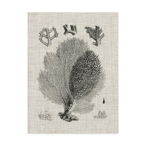 Trademark Fine Art 'Coral Specimen VI' Canvas Art by Vision Studio