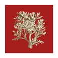 thumbnail image 1 of Trademark Fine Art 'Coral on Red IV' Canvas Art by Vision Studio, 1 of 4