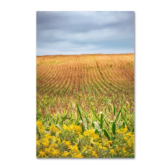 Trademark Fine Art "Corn Field" Canvas Art by Jason Shaffer