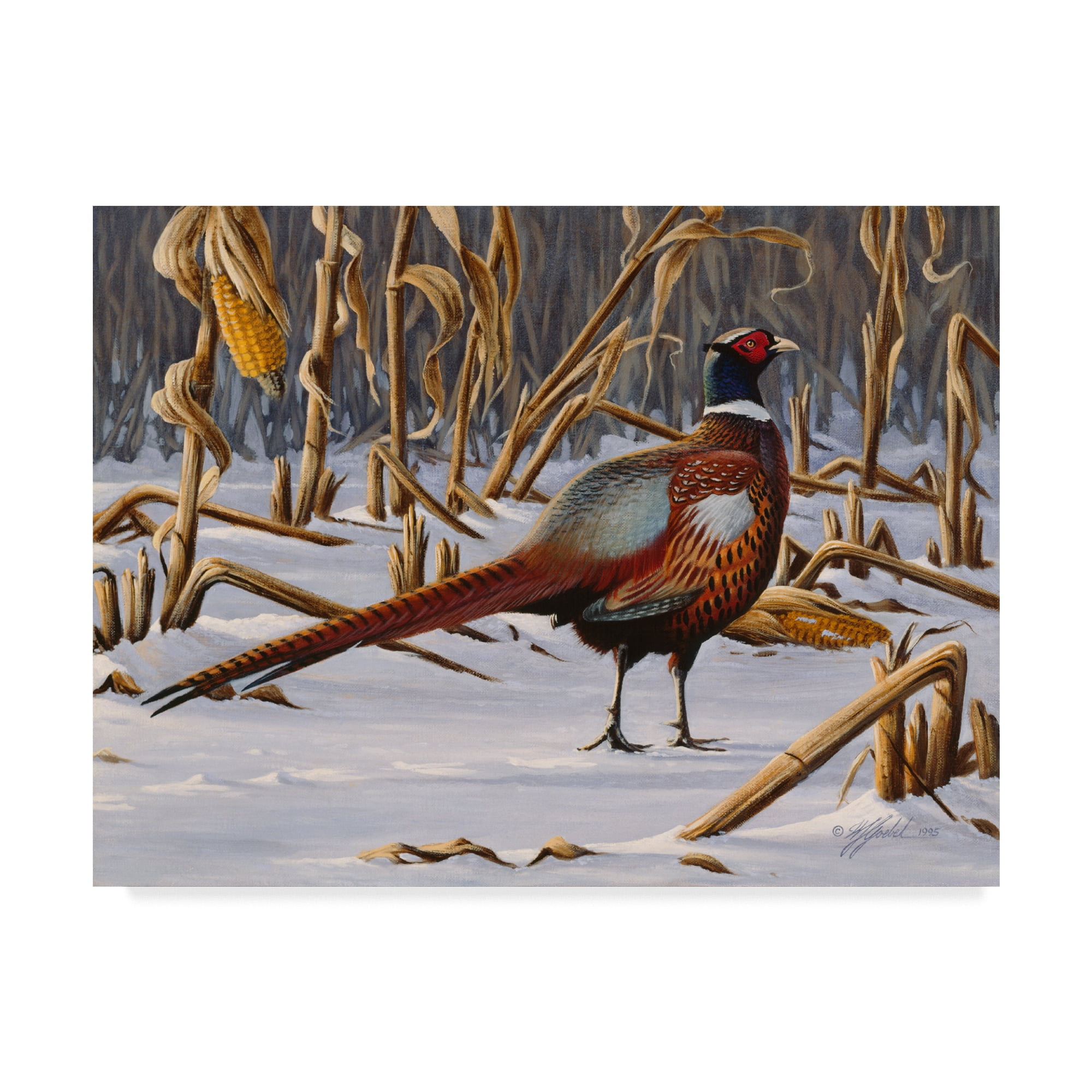 Trademark Fine Art 'Corn Row Ring Neck' Canvas Art by Wilhelm Goebel