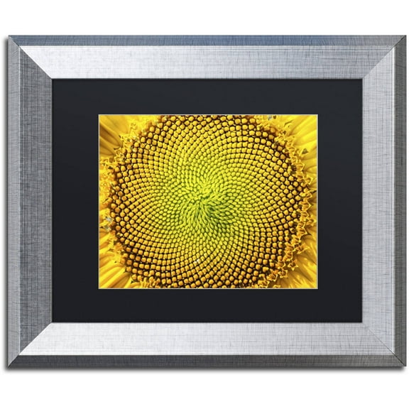 Trademark Fine Art "Cosmic Patterns in Nature" Canvas Art by Kurt Shaffer, Black Matte, Silver Frame
