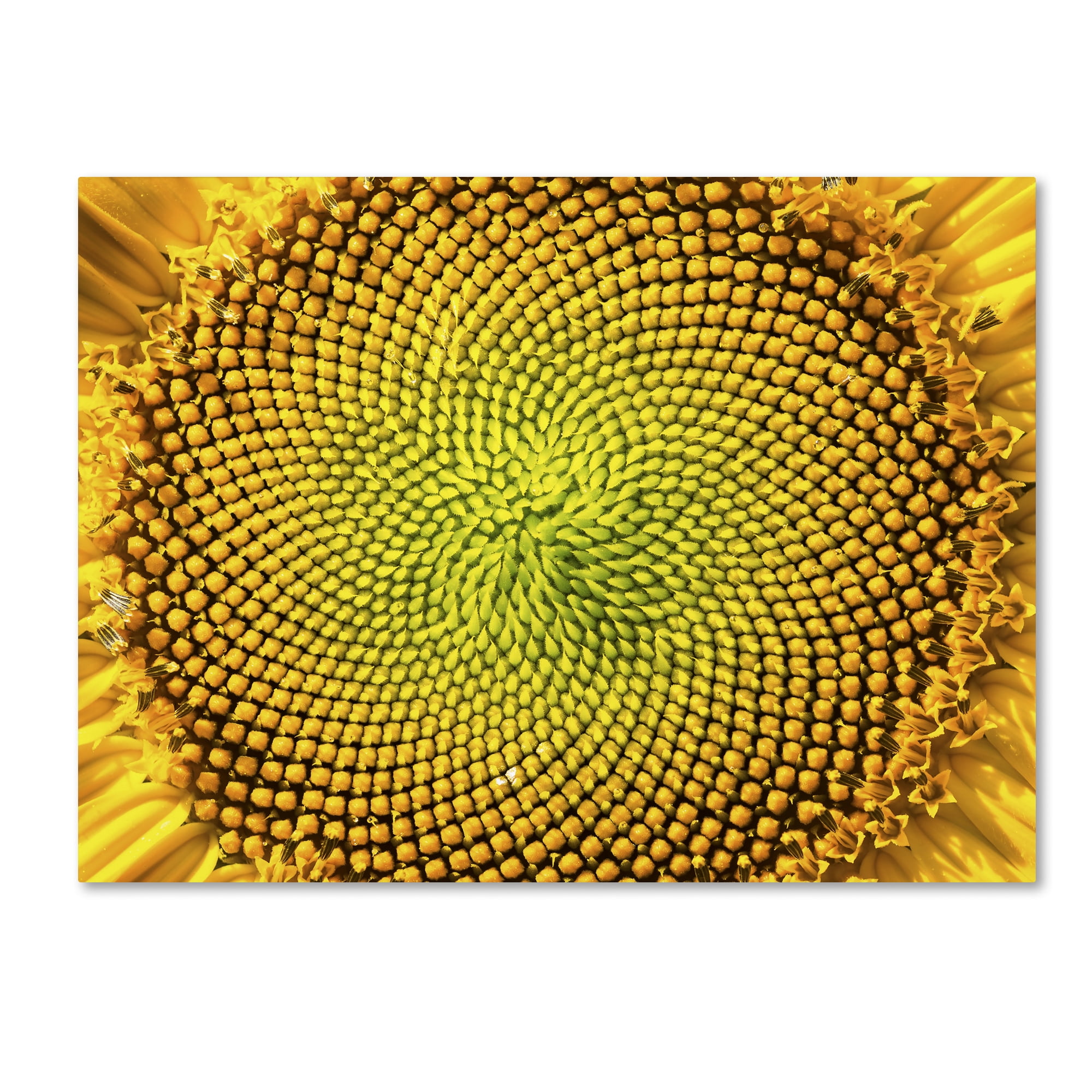 Kurt Shaffer 'Cosmic Patterns in Nature' Canvas Wall Art 35 x 47 Inches