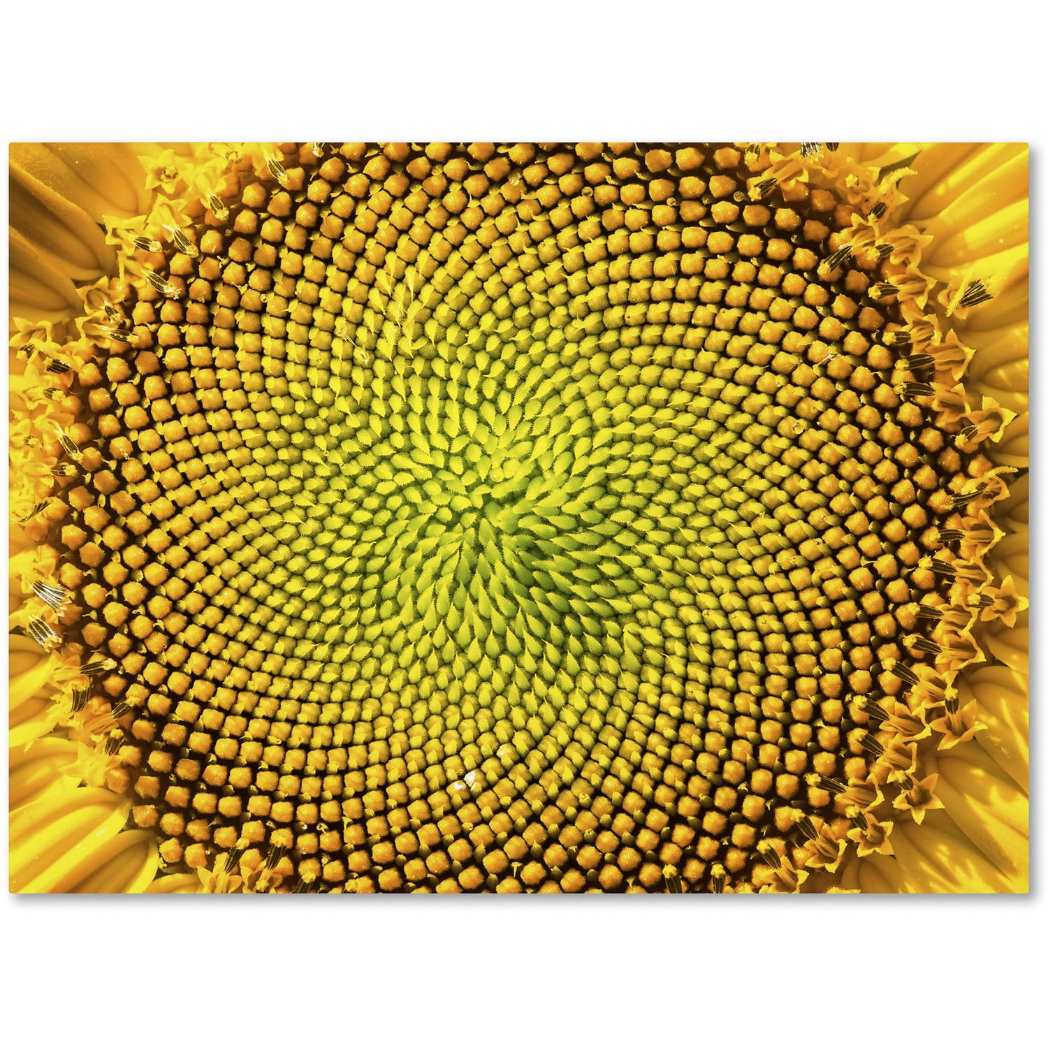Trademark Fine Art "Cosmic Patterns in Nature" Canvas Art by Kurt Shaffer