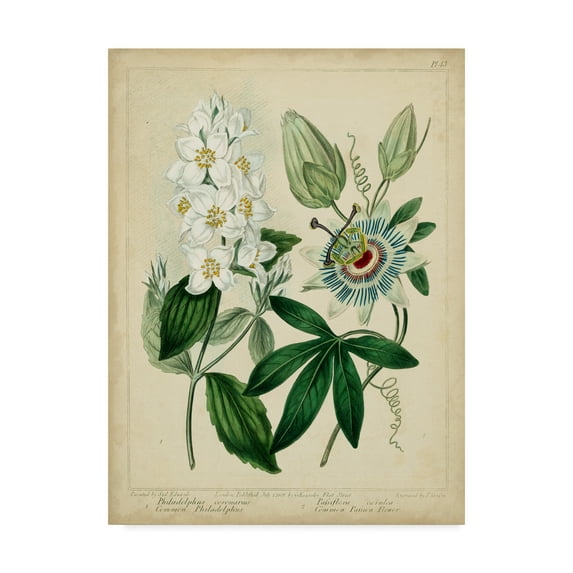 Trademark Fine Art 'Cottage Florals II' Canvas Art by Sydenham Edwards