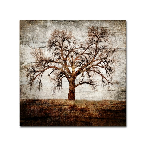 Trademark Fine Art 'Cottonwood Tree Part 01' Canvas Art by LightBoxJournal