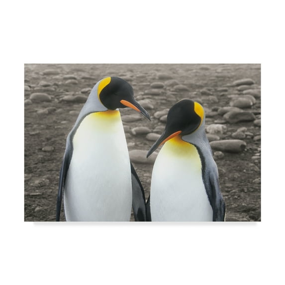 Trademark Fine Art 'Courting' Canvas Art by Wild Apple Portfolio