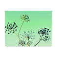thumbnail image 1 of Trademark Fine Art 'Cow Parsley II' Canvas Art by Lillian Bell, 1 of 1