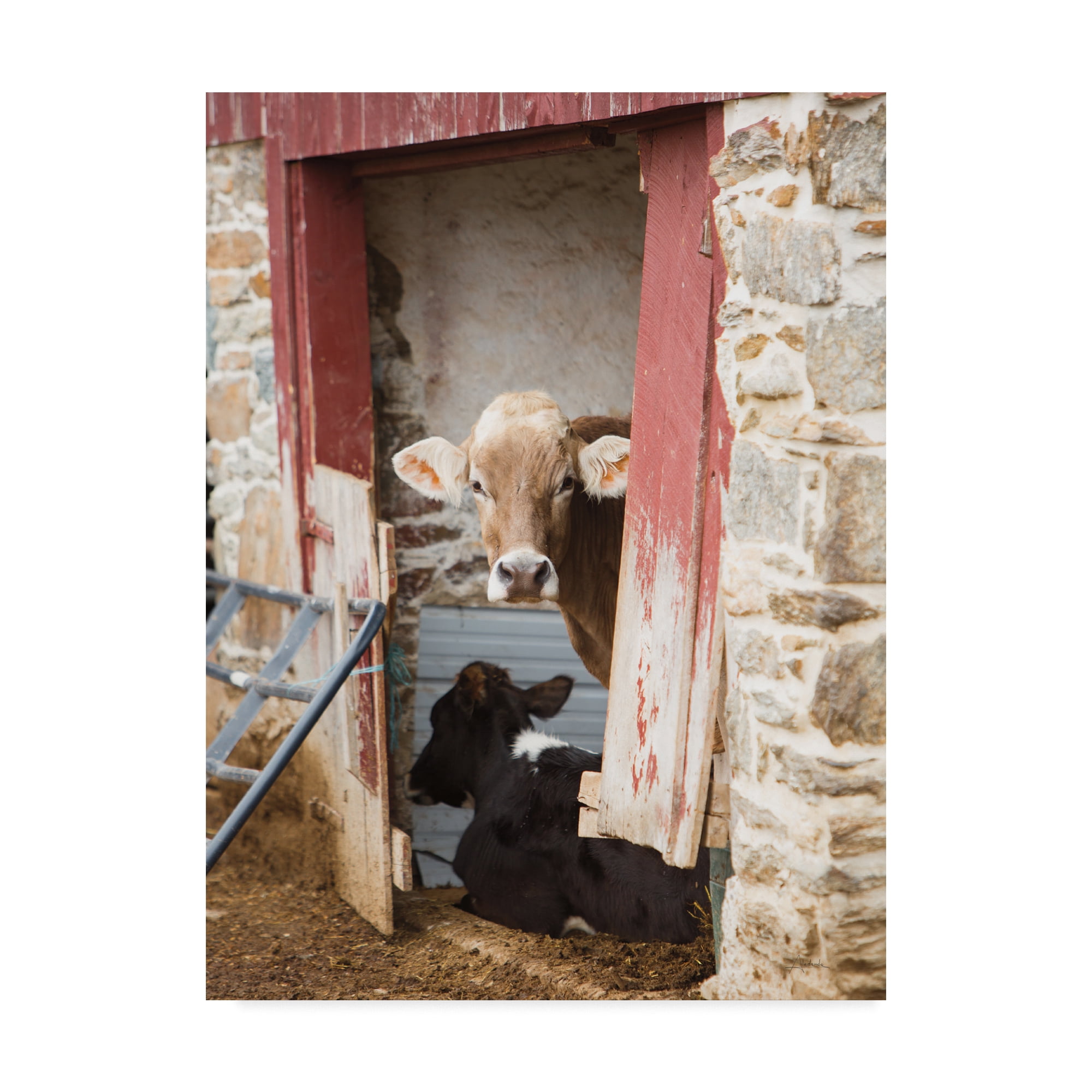 Trademark Fine Art 'Cows Resting' Canvas Art by Aledanda