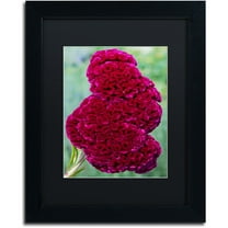 Trademark Fine Art "Coxcomb Flower" Canvas Art by Kurt Shaffer, Black Matte, Black Frame