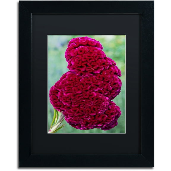 Trademark Fine Art "Coxcomb Flower" Canvas Art by Kurt Shaffer, Black Matte, Black Frame