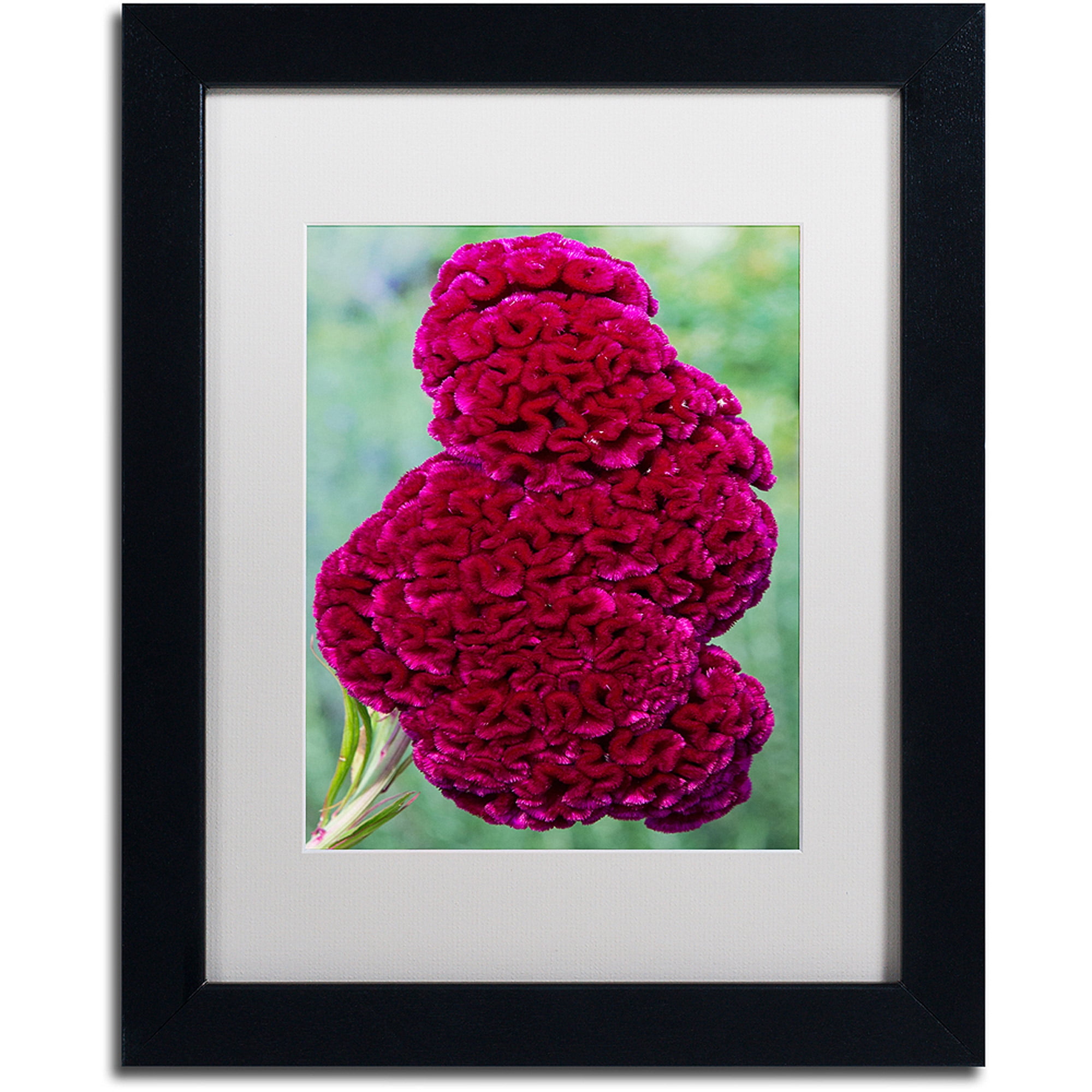 Trademark Fine Art "Coxcomb Flower" Canvas Art by Kurt Shaffer, White Matte, Black Frame