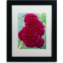 Trademark Fine Art "Coxcomb Flower" Canvas Art by Kurt Shaffer, White Matte, Black Frame