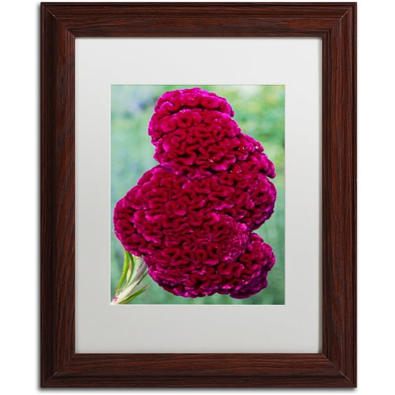 Trademark Fine Art "Coxcomb Flower" Canvas Art by Kurt Shaffer, White Matte, Wood Frame