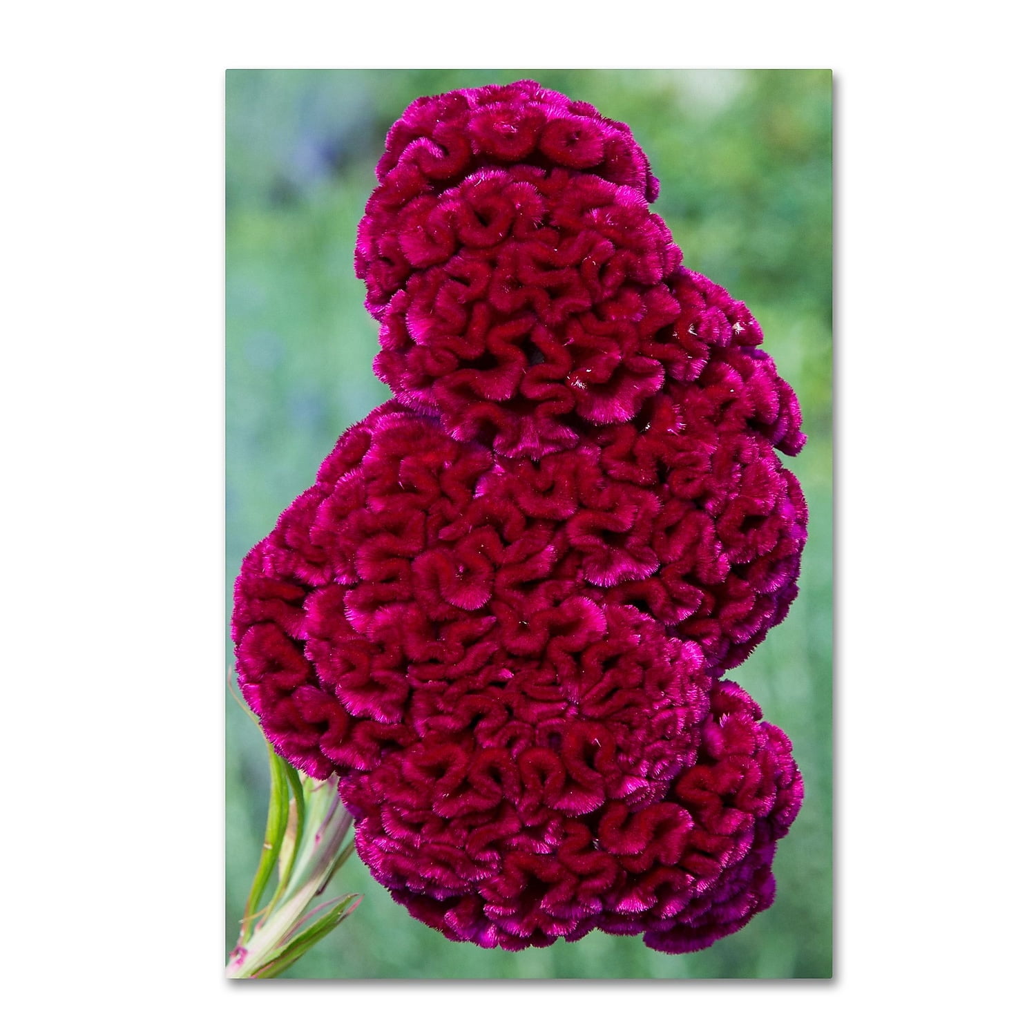 Trademark-Fine-Art-Coxcomb- Trademark-Fine-Art-Coxcomb-