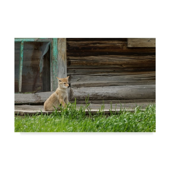 Trademark Fine Art 'Coyote By Log Cabin Door' Canvas Art by Galloimages Online