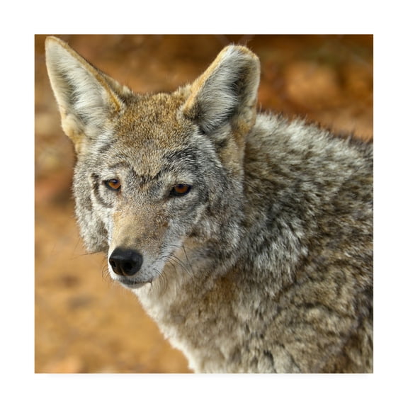 Trademark Fine Art 'Coyote In The Desert' Canvas Art by Mitch Catanzaro