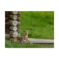 thumbnail image 1 of Trademark Fine Art 'Coyote Pup On Log Cabin Porch' Canvas Art by Galloimages Online, 1 of 3