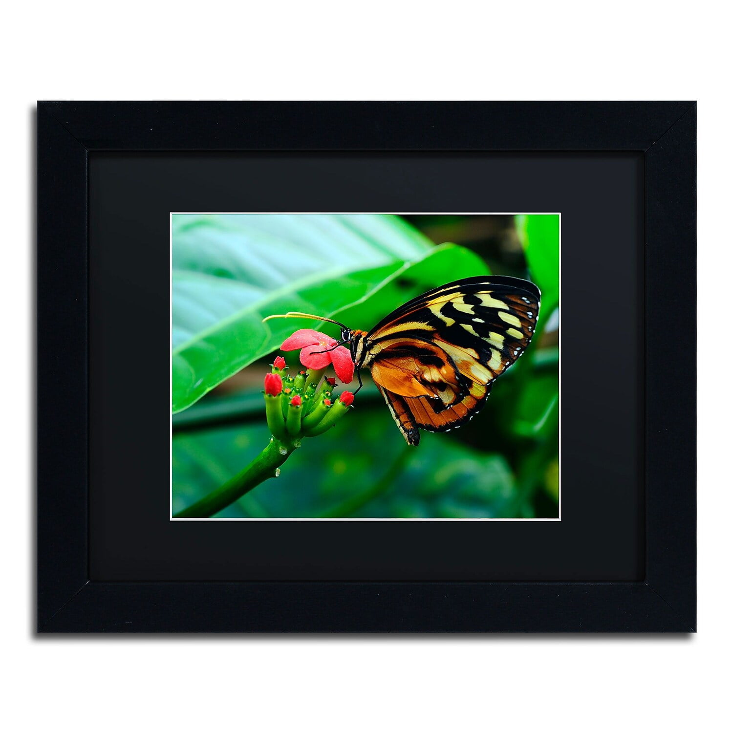 Trademark Fine Art "Cream Spotted Tigerwing" Canvas Art by Kurt Shaffer, Black Matte, Black Frame
