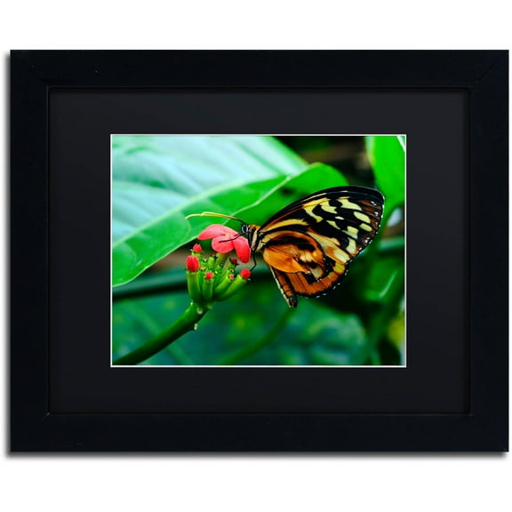Trademark Fine Art "Cream Spotted Tigerwing" Canvas Art by Kurt Shaffer, Black Matte, Black Frame