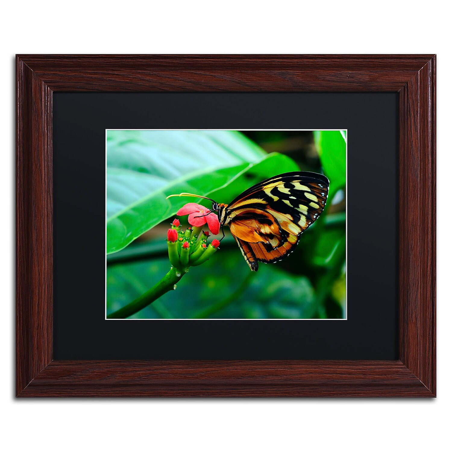 Trademark Fine Art "Cream Spotted Tigerwing" Canvas Art by Kurt Shaffer, Black Matte, Wood Frame