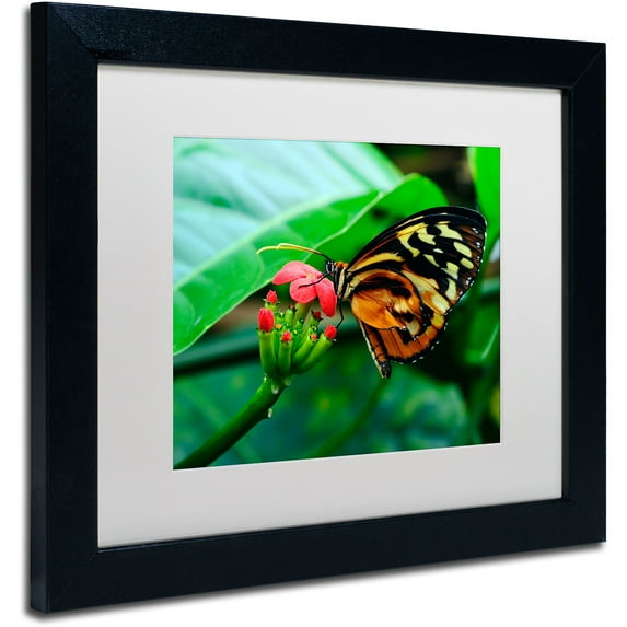 Trademark Fine Art "Cream Spotted Tigerwing" Canvas Art by Kurt Shaffer, White Matte, Black Frame