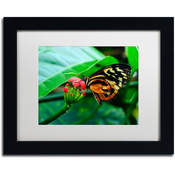 Trademark Fine Art "Cream Spotted Tigerwing" Canvas Art by Kurt Shaffer, White Matte, Black Frame