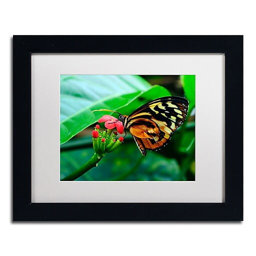 Trademark Fine Art "Cream Spotted Tigerwing" Canvas Art by Kurt Shaffer, White Matte, Black Frame