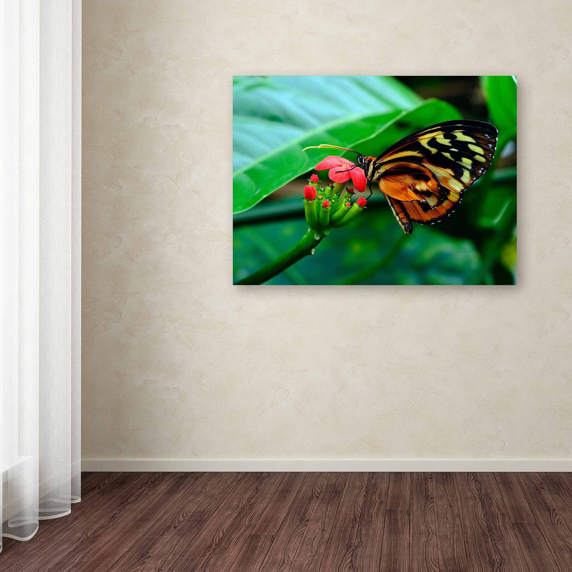 Trademark Fine Art "Cream Spotted Tigerwing" Canvas Art by Kurt Shaffer